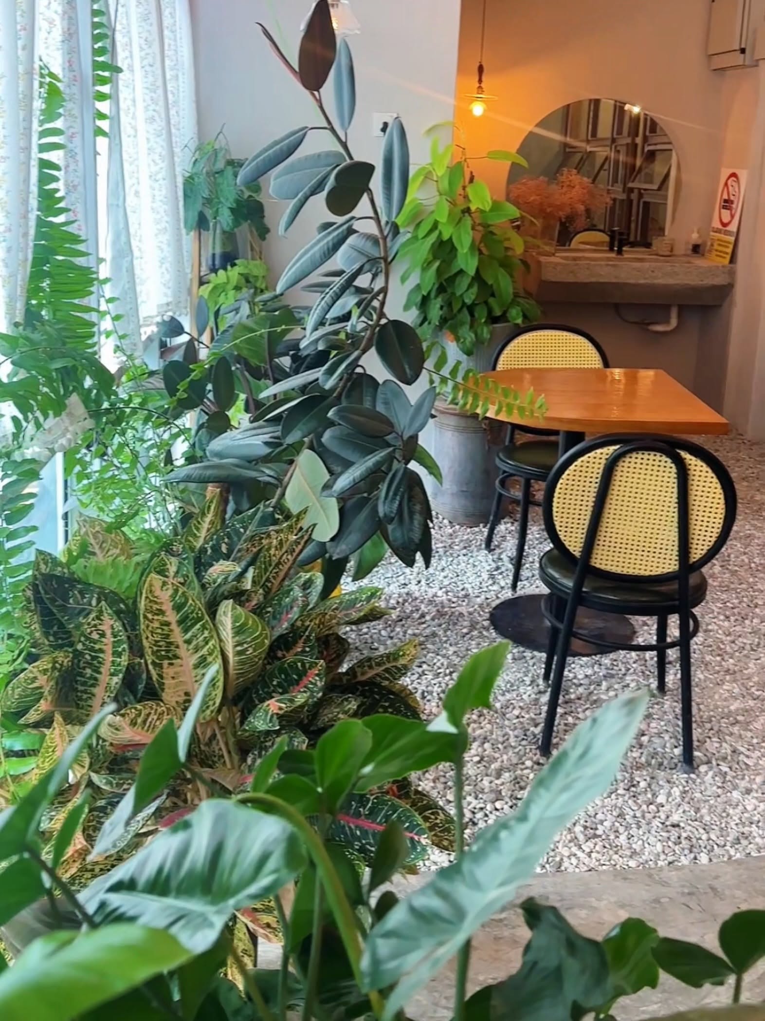 A cosy corner inside Dreamz Bakery — bentwood cane chairs and a warm wood table framed by lush potted plants, terrazzo floor and soft natural light